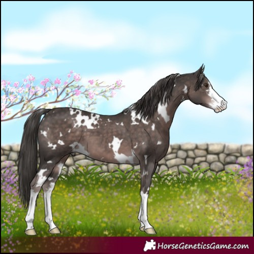 Horse Color:Platinum White Spotted Liver Chestnut 
