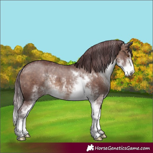 Horse Color:Chocolate Brown Dun Sabino 