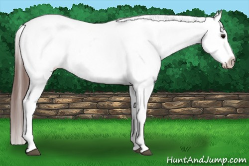 Horse Color:Brown Appaloosa 