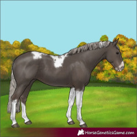 Horse Color:Silver Black Tobiano Frame 