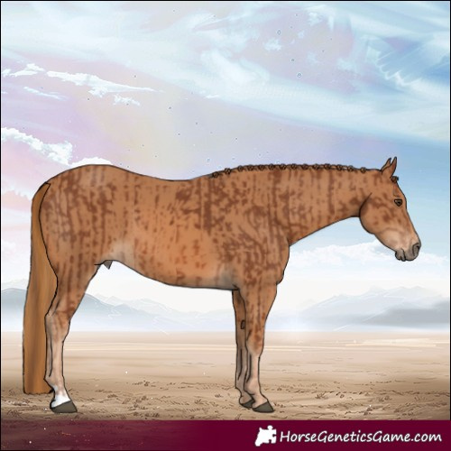 Horse Color:Chestnut  and Chestnut 