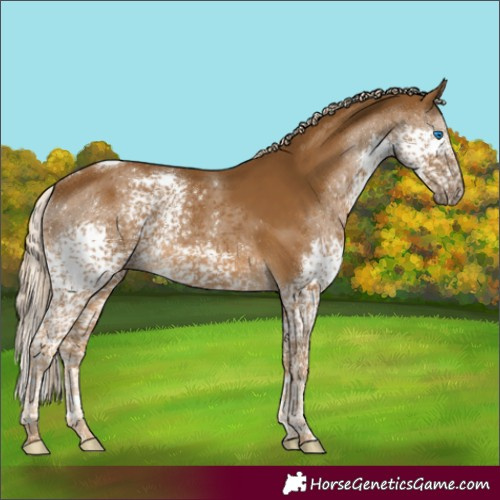 Horse Color:Chocolate Palomino Splash Tobiano Rabicano