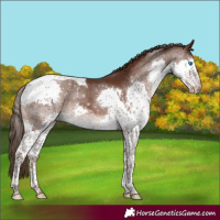 Horse Color:Liver Chestnut Sabino Splash Tobiano Rabicano