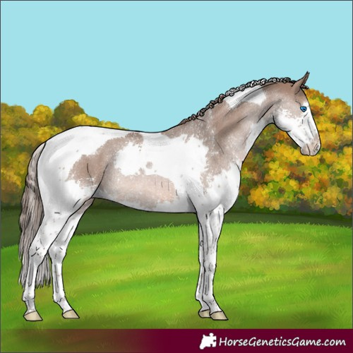 Horse Color:Liver Red Dun Sabino Splash Tobiano Rabicano