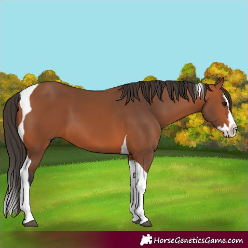 Horse Color:Bay Splash Tobiano 