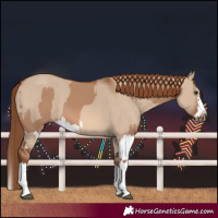 Horse Color:Red Dun Splash and Red Dun Splash Frame