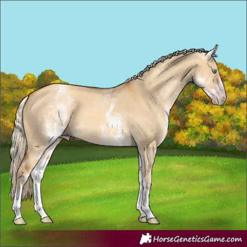 Horse Color:Gray White Spotted Gold Cream Champagne Dun 