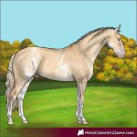 Horse Color:Gray White Spotted Gold Cream Champagne Dun