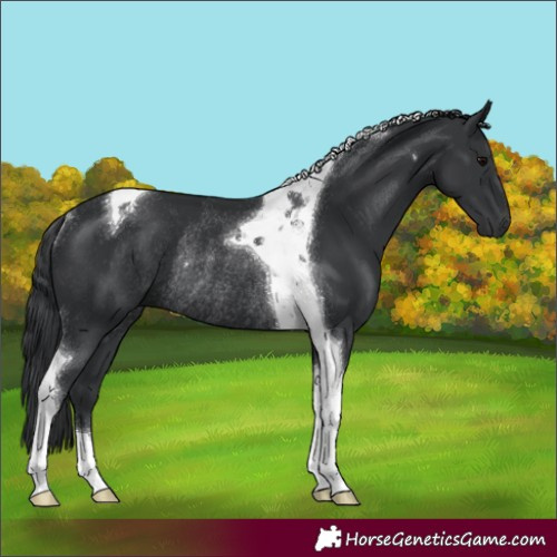 Horse Color:Black Tobiano Rabicano