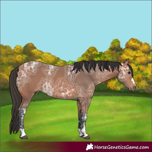 Horse Color:Bay Ice 
