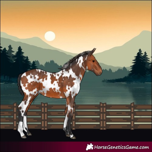 Horse Color:White Spotted Bay 