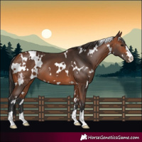 Horse Color:White Spotted Bay 