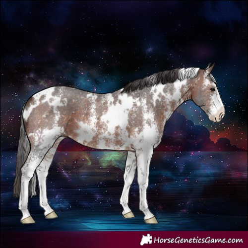 Horse Color:White Spotted Brown Sabino 