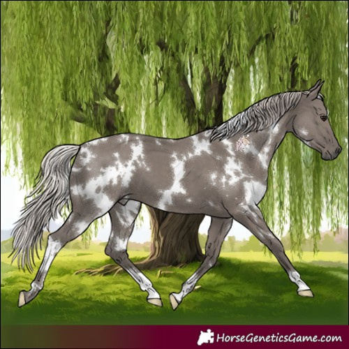 Horse Color:White Spotted Silver Grullo 