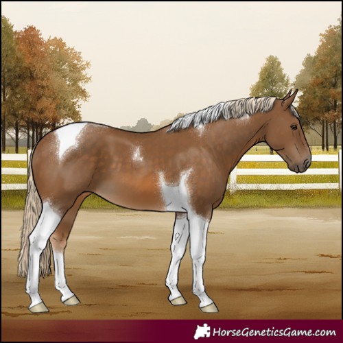 Horse Color:Chocolate Palomino Tobiano 