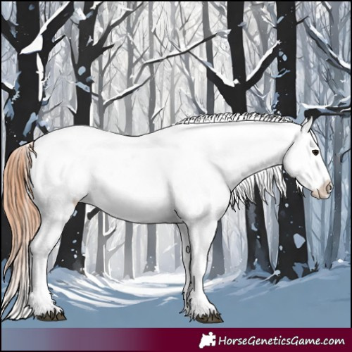 Horse Color:Blue Roan Appaloosa 