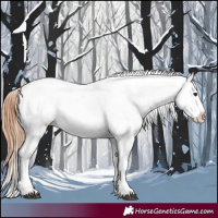 Horse Color:Blue Roan Appaloosa 