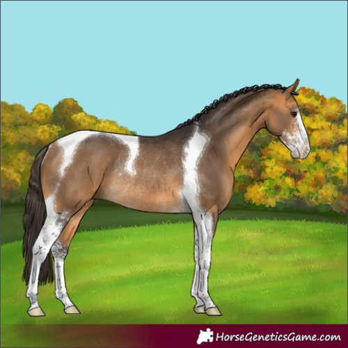 Horse Color:Buckskin Sabino Tobiano Rabicano