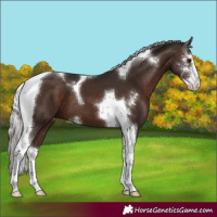 Horse Color:Silver Brown Sabino Tobiano