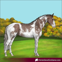 Horse Color:Liver Chestnut Sabino Tobiano Rabicano