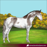 Horse Color:Liver Chestnut Sabino Splash Tobiano Rabicano