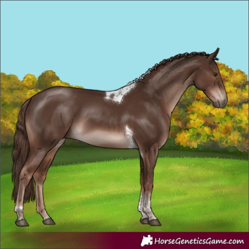 Horse Color:Liver Chestnut Tobiano