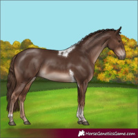 Horse Color:Liver Chestnut Tobiano 