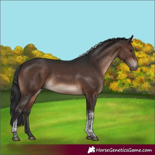 Horse Color:Brown Tobiano Rabicano