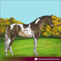 Horse Color:Silver Buckskin Tobiano 