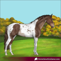 Horse Color:Liver Chestnut Tobiano Rabicano