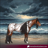 Horse Color:Bay Appaloosa 