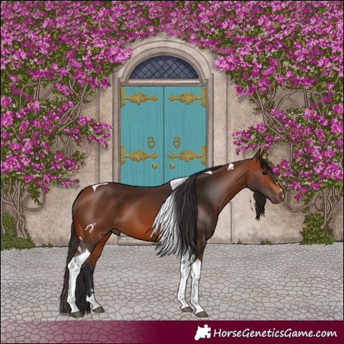 Horse Color:Bay Tobiano 