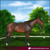 Horse Color:Bay Rabicano