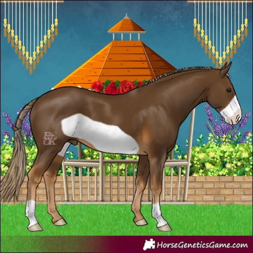 Horse Color:Chocolate Palomino Frame 
