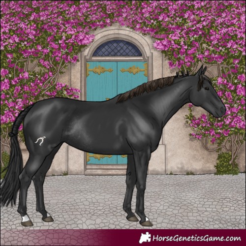 Horse Color:Black Rabicano 