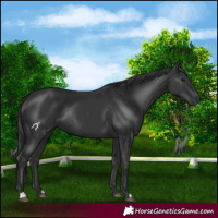 Horse Color:Black Rabicano 
