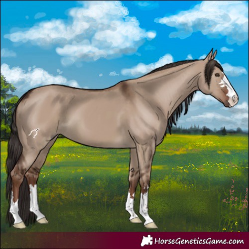 Horse Color:Liver Red Dun 