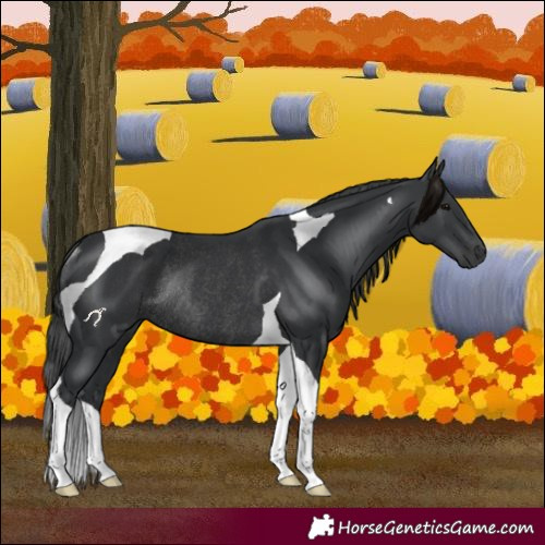 Horse Color:Black Tobiano Rabicano