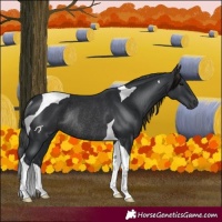 Horse Color:Black Tobiano Rabicano 