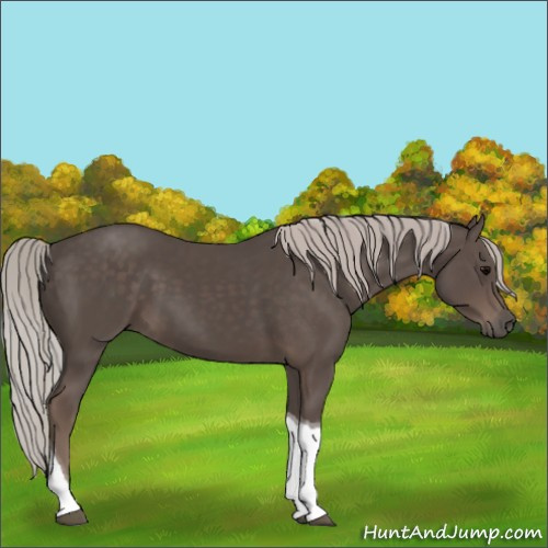 Horse Color:Silver Black Tobiano 