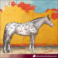 Horse Color:Bay Appaloosa 