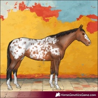 Horse Color:Bay Appaloosa 