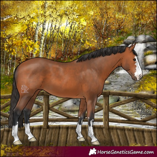 Horse Color:Bay 