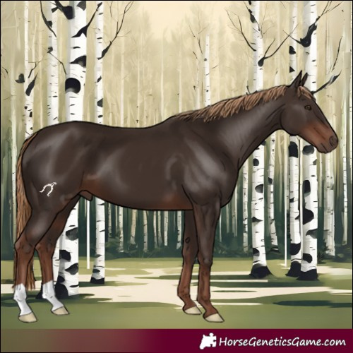 Horse Color:Liver Chestnut 