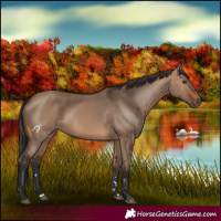 Horse Color:Brown Dun 