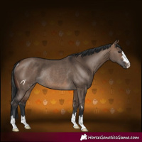 Horse Color:Brown Dun Rabicano 