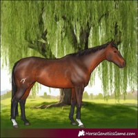 Horse Color:Brown Rabicano 