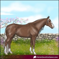 Horse Color:Silver Black 