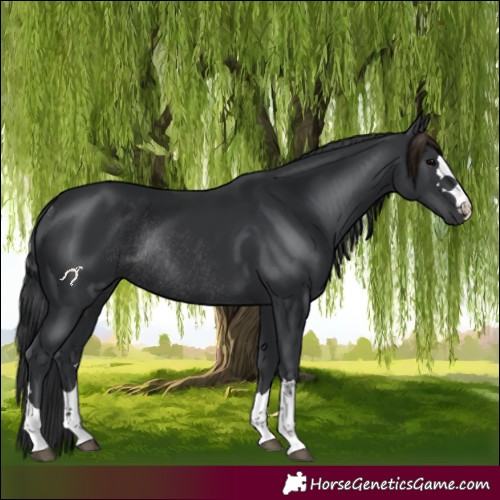 Horse Color:Black Rabicano 