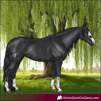 Horse Color:Black Rabicano